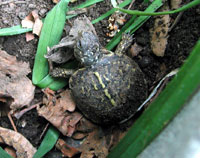 Baby Turtle - Spring 2003
