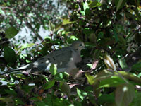 Photo of Mourning Dove