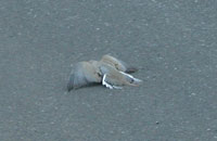 Photo of Mourning Dove