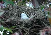 Photo of Mourning Dove eggs